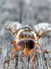 macro of a wasp