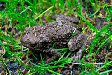 Die Erdkröte Buffo Buffo ist ein typischer Besucher im heimischen Garten