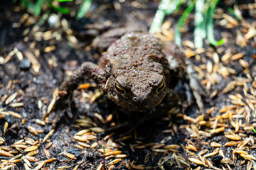 Die Erdkröte Buffo Buffo ist ein typischer Besucher im heimischen Garten