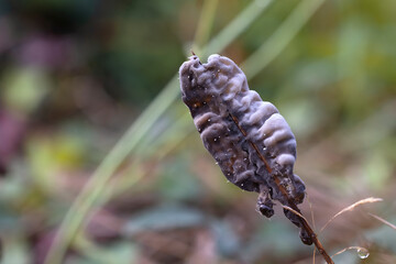 horizontal macro-photograph of two dead dried caterpillars, both together on the same grass. Horizontal