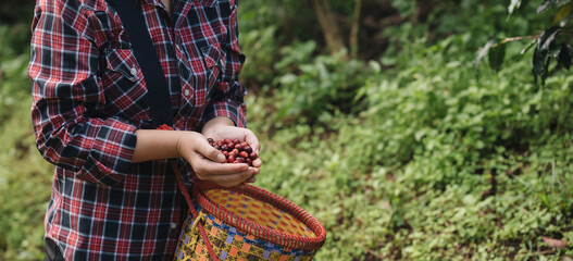 Focus on coffee beans in the hands of an Asian Chinese woman harvesting organic coffee beans during...