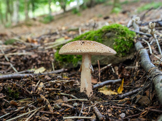 The Blusher Mushroom in Leaf Litter