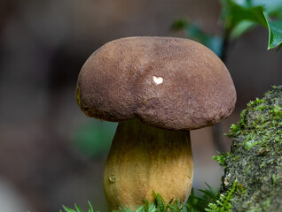 Love Heart on the top of a Bay Bolete
