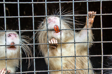 White nutria crawls in a cage and sticks out two red teeth	
