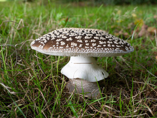 Panther Cap Mushroom in a Meadow
