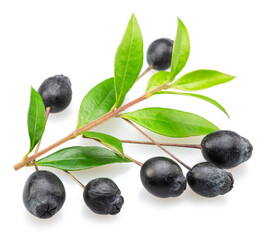 Myrtle berries on branch isolated on white background.