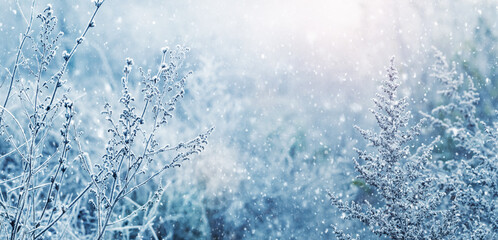 Winter background with snowy plants in a meadow on a blurred background during snowfall