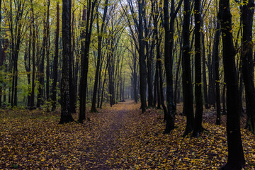 Obraz premium autumn in the woods