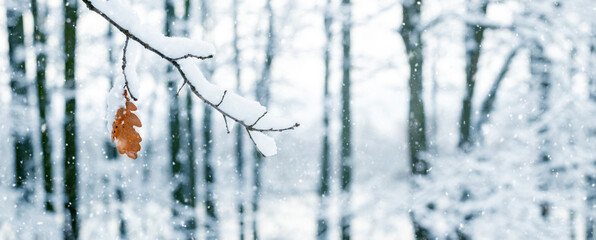 A snow-covered oak branch with a lonely leaf in the forest during a snowfall