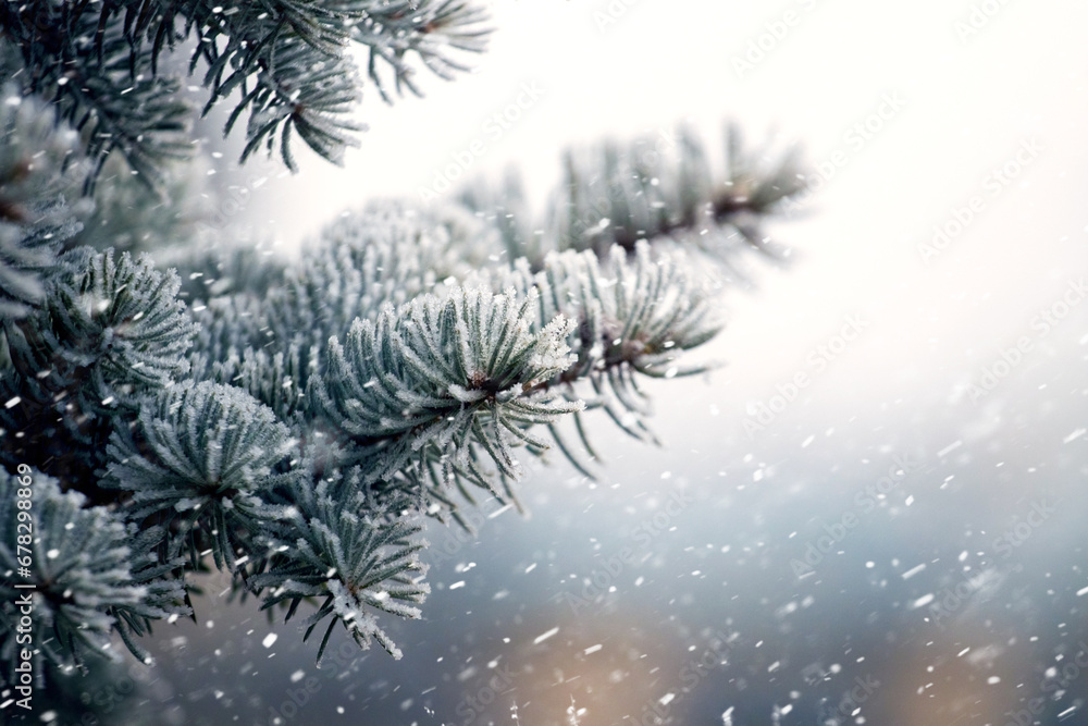 Poster spruce tree branch covered with frost in the forest on a blurred background during snowfall