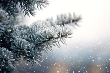Spruce tree branch covered with frost in the forest on a blurred background during snowfall