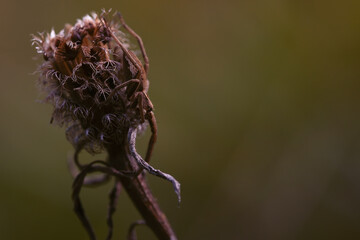macro photography in dark tones of a brown spider camouflaged in a brown dried flower overlapping each other.