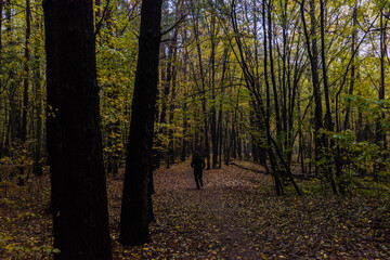 autumn in the forest