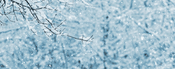 Snow covered tree branch in forest on blurred background during snowfall, copy space