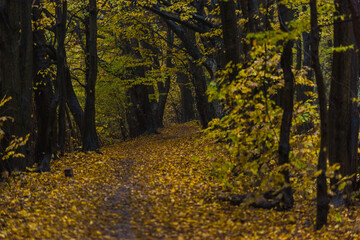 Obraz premium autumn forest in the autumn