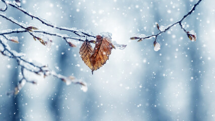 Snow and ice covered tree branch with dry leaves in forest on blurred background during snowfall