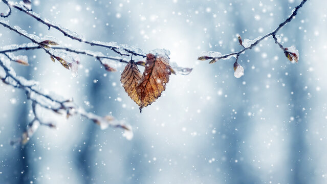 Snow and ice covered tree branch with dry leaves in forest on blurred background during snowfall