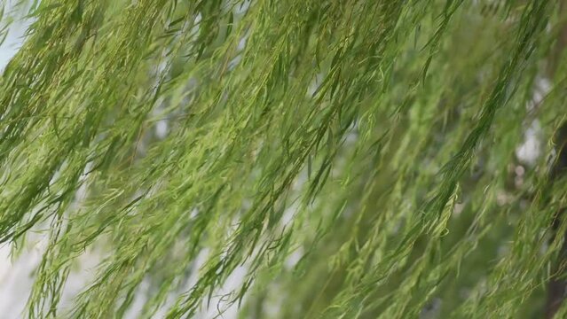 風に揺れる柳の葉のアップ