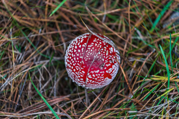 fly agaric mushroom