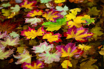 Naklejka na ściany i meble Colorful maple leaves (Acer) floating on the water surface of a pond in Iserlohn, Sauerland Germany. Swimming foliage with vibrant coloration in yellow, red and green in Indian summer in autumn season