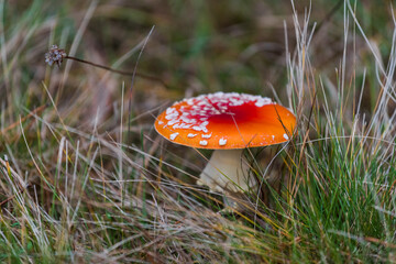 amanita muscaria fly mushroom