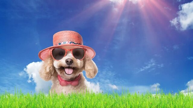 Dog in hat and glasses for summer travel in meadow and bright sky, summer travel concept
