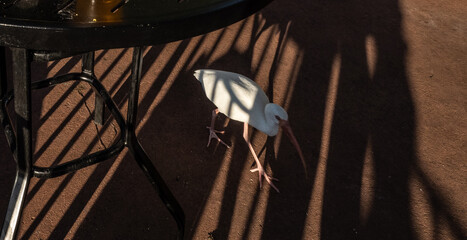 egret in the shadows