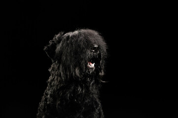 portrait of a dog on a black background
