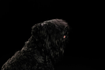 portrait of a dog on a black background