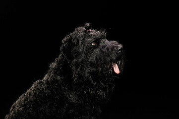 portrait of a dog on a black background