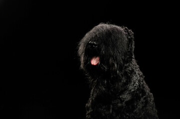 portrait of a dog on a black background