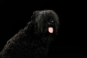 portrait of a dog on a black background