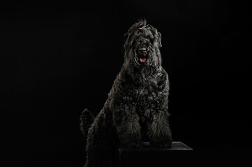 portrait of a dog on a black background