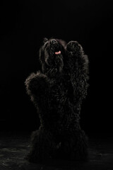 portrait of a dog on a black background