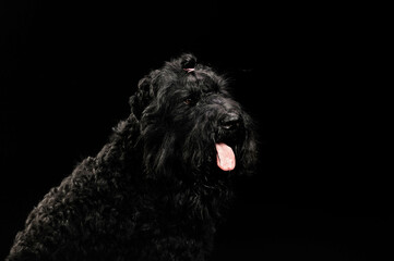 portrait of a dog on a black background