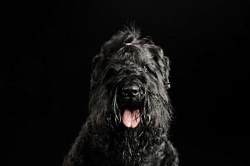 portrait of a dog on a black background