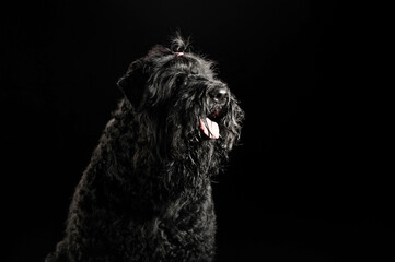 portrait of a dog on a black background