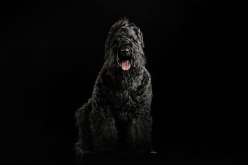 portrait of a dog on a black background