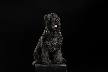 portrait of a dog on a black background