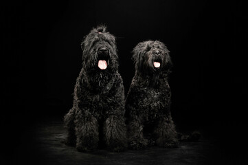 portrait of a dog on a black background