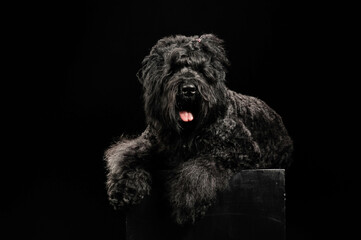 portrait of a dog on a black background