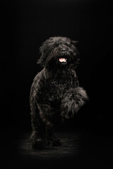 portrait of a dog on a black background