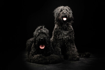 portrait of a dog on a black background