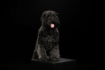 portrait of a dog on a black background