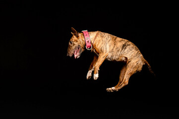 Fototapeta premium portrait of a dog on a black background