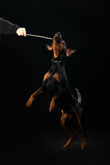 portrait of a dog on a black background