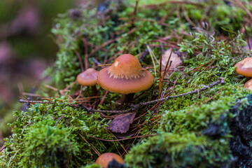 mushroom in the forest