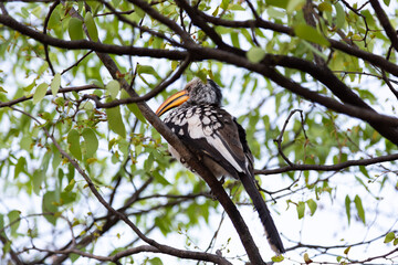 Low angle view of southern yellow-billed hornbill perched on branch in tree near Etosha National Park, Namibia