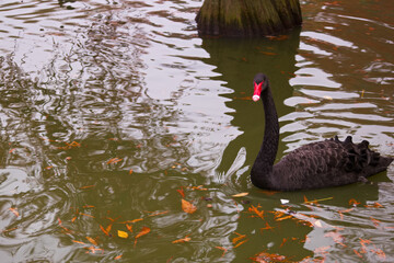 staw, jezioro, natura, odbicie, park, jesień, pływanie, woda, zwierzę, ptak, fauna,