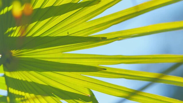 Green Foliage Palm Tree Leaf And Shadow. Sun Shining Through A Green Leaf. Close up.